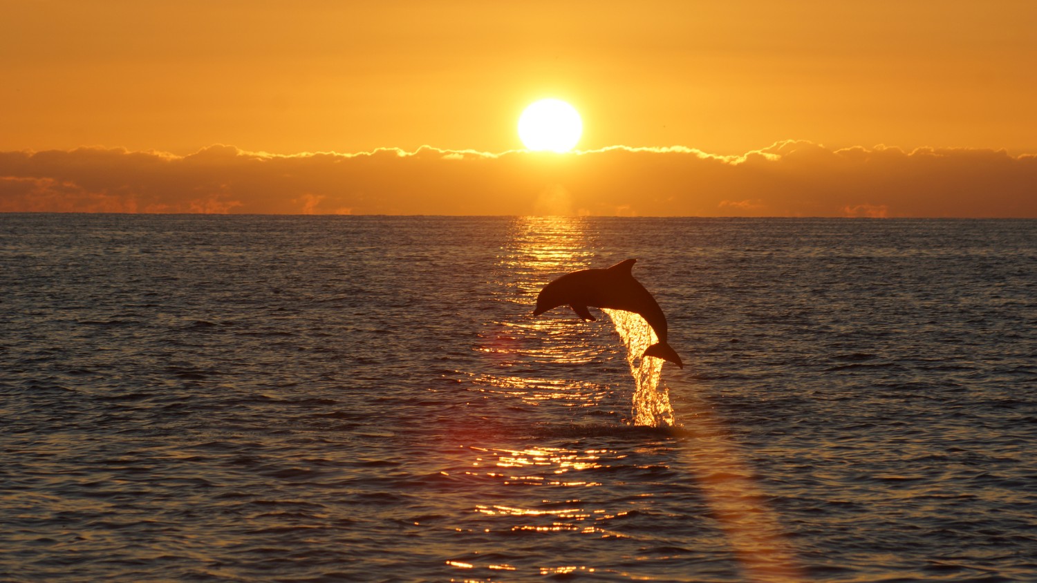 Kiawah Island Dolphin Eco-Tours (Boat Charters)